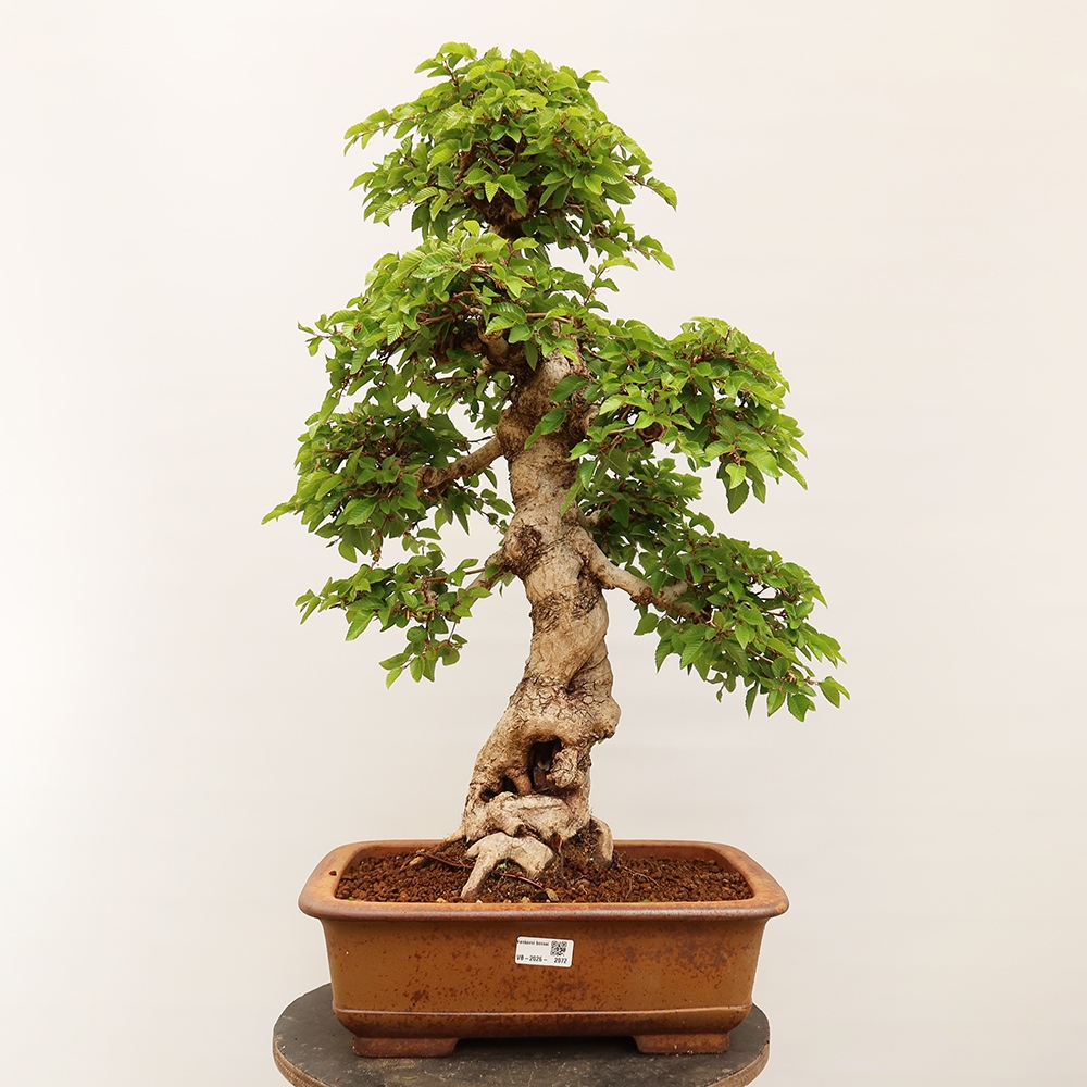 Venkovní bonsai -Carpinus Coreana - Habr korejský