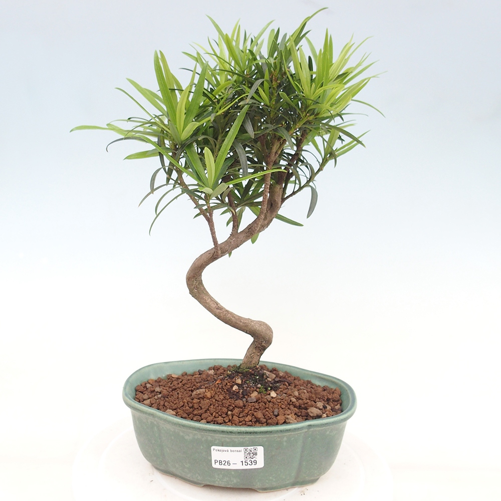 Pokojová bonsai - Podocarpus - Kamenný tis