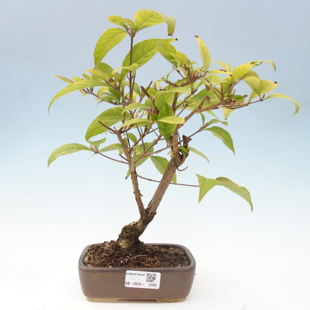 Venkovní bonsai - krásnoplodka - Callicarpa japonica