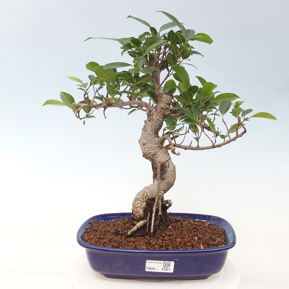 Pokojová bonsai - Ficus kimmen -  malolistý fíkus