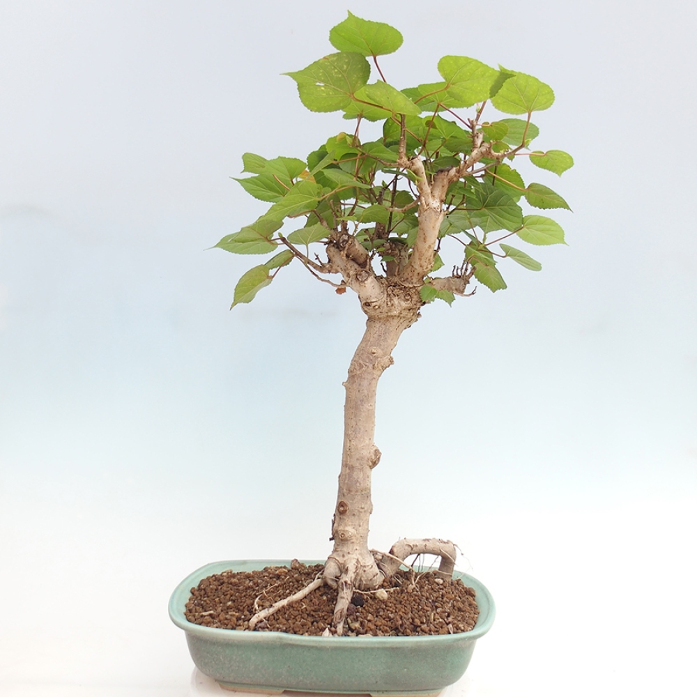 Pokojová bonsai - Hibiscus tiliaceus - Ibišek lípovitý, morský