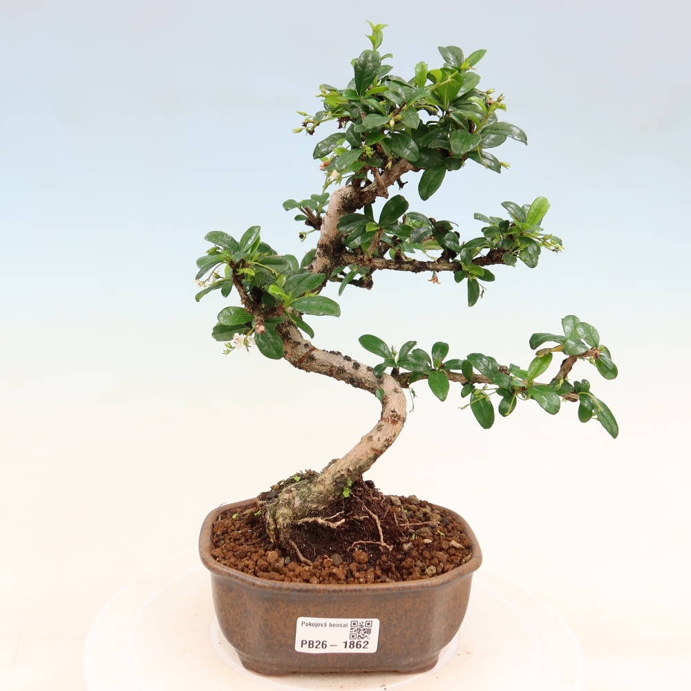 Pokojová bonsai - Carmona macrophylla - Čaj fuki