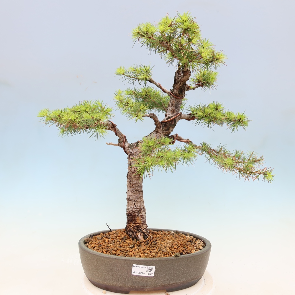 Venkovní bonsai -Larix decidua - Modřín opadavý 