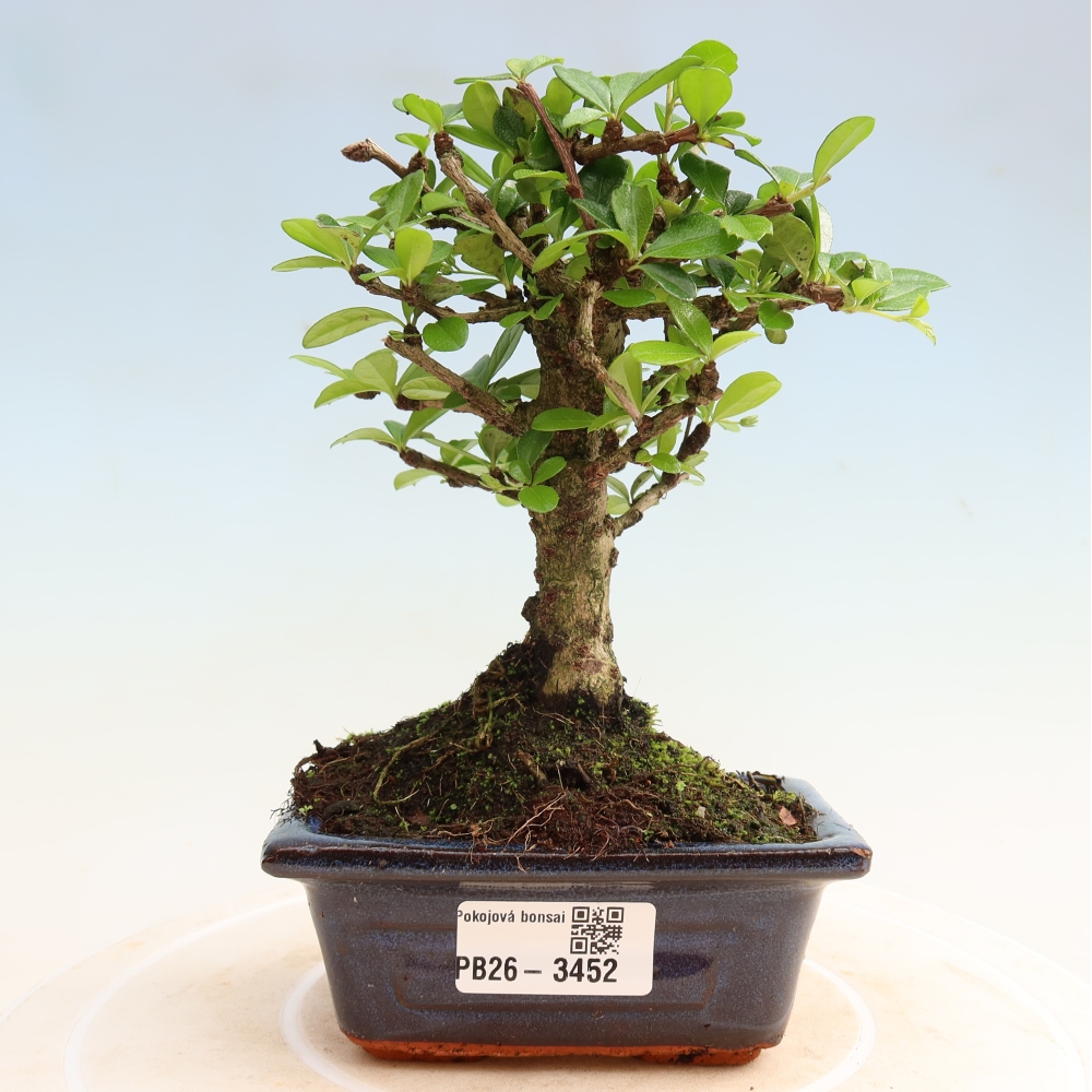Pokojová bonsai - Carmona macrophylla - Čaj fuki