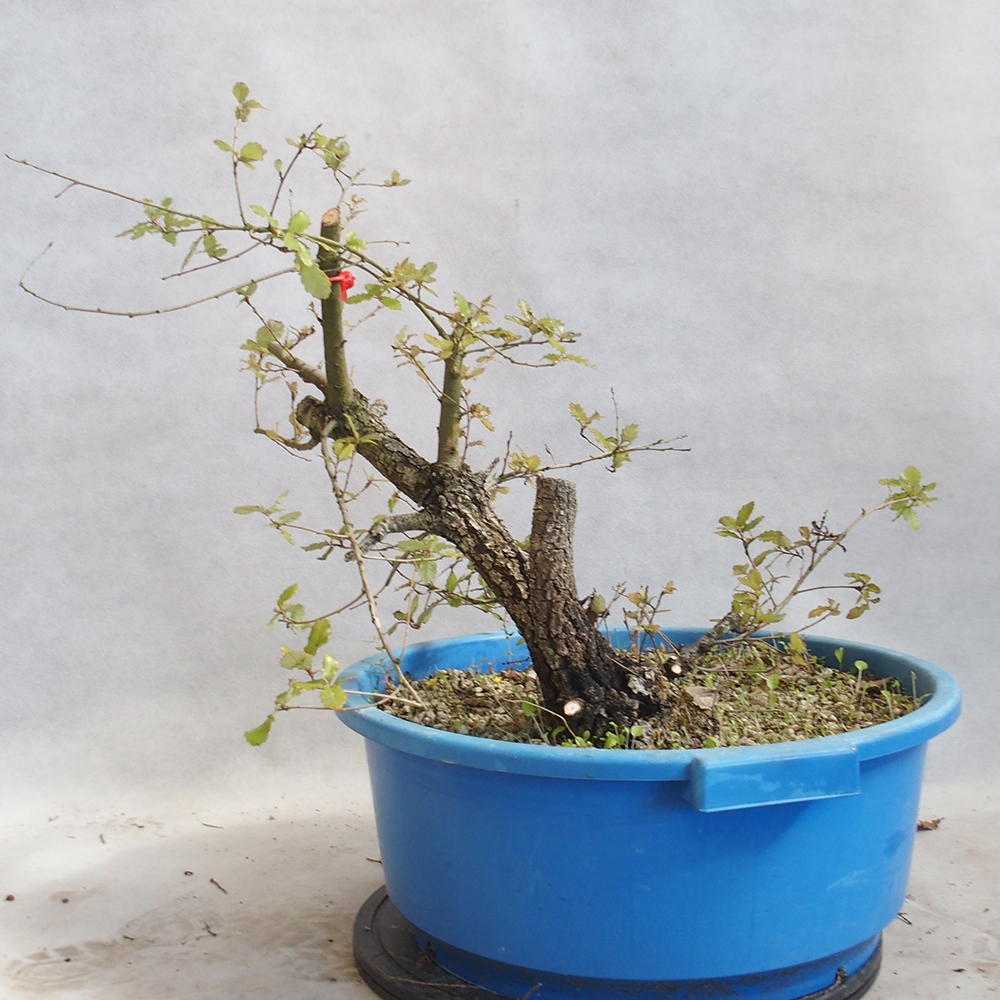 Venkovní bonsai Quercus Cerris - Dub Cer