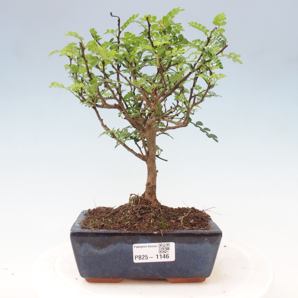 Pokojová bonsai - Zantoxylum piperitum - pepřovník