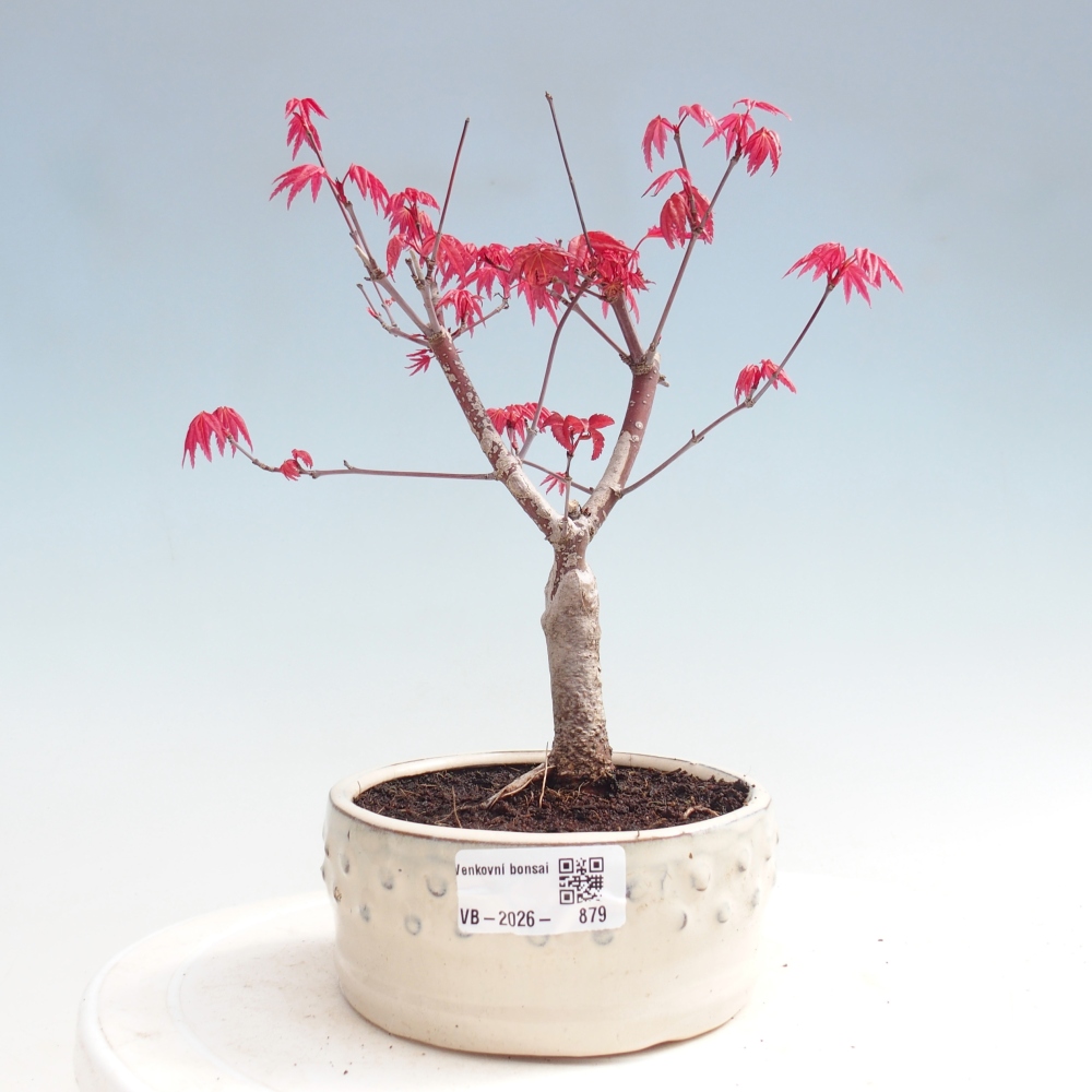 Venkovní bonsai - Javor dlanitolistý - Acer palmatum DESHOJO