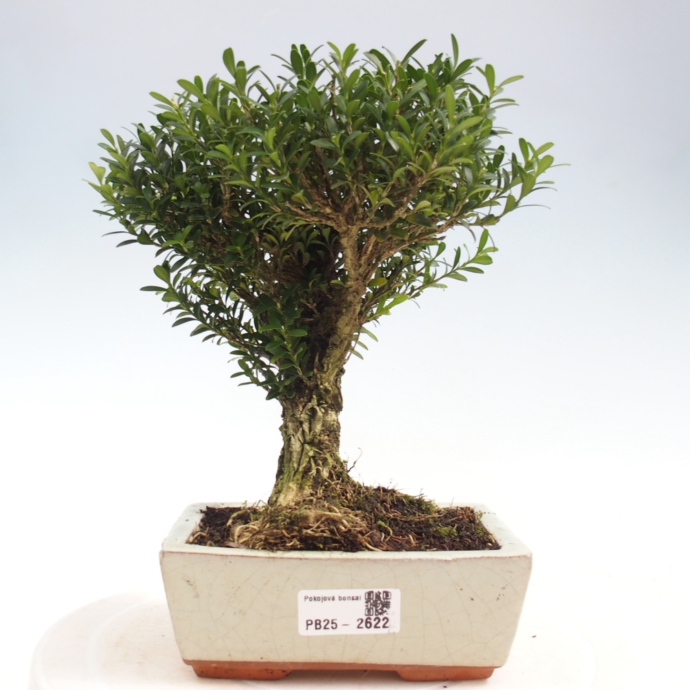 Pokojová bonsai - Buxus harlandii -korkový buxus
