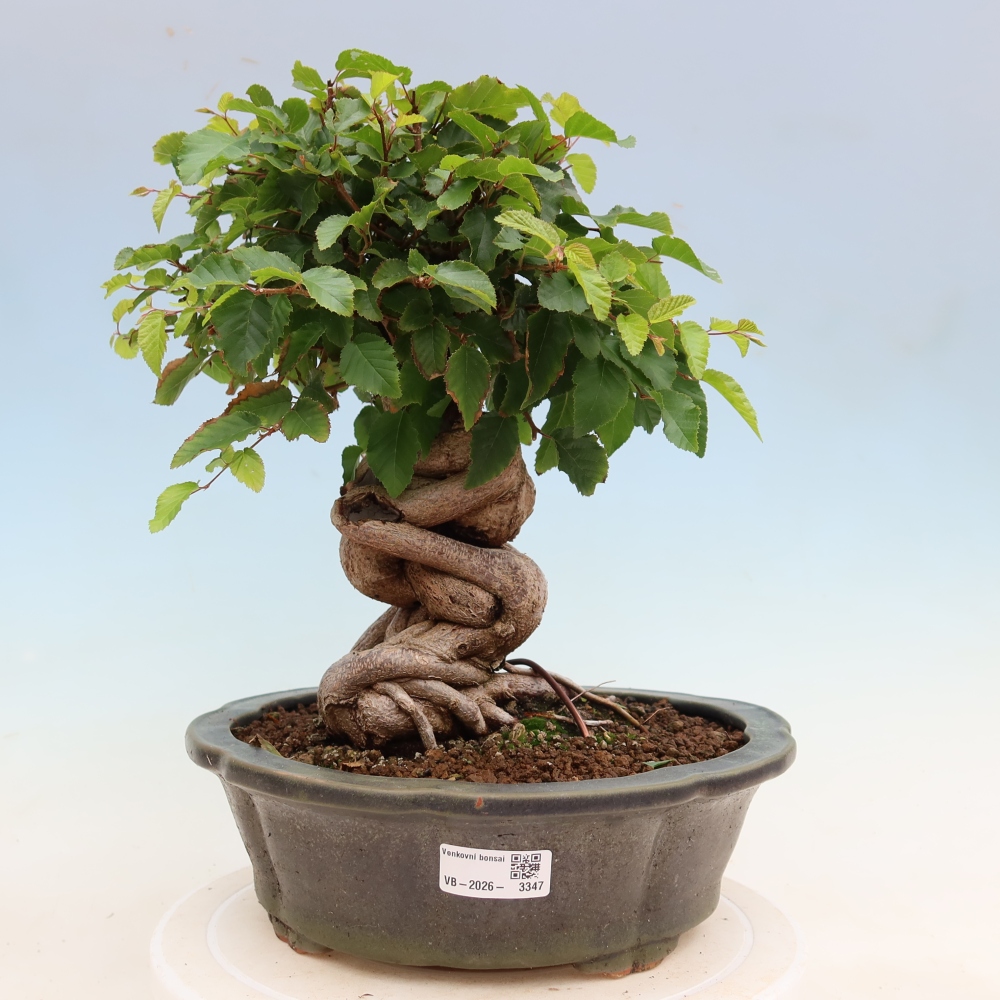 Venkovní bonsai -Carpinus Coreana - Habr korejský