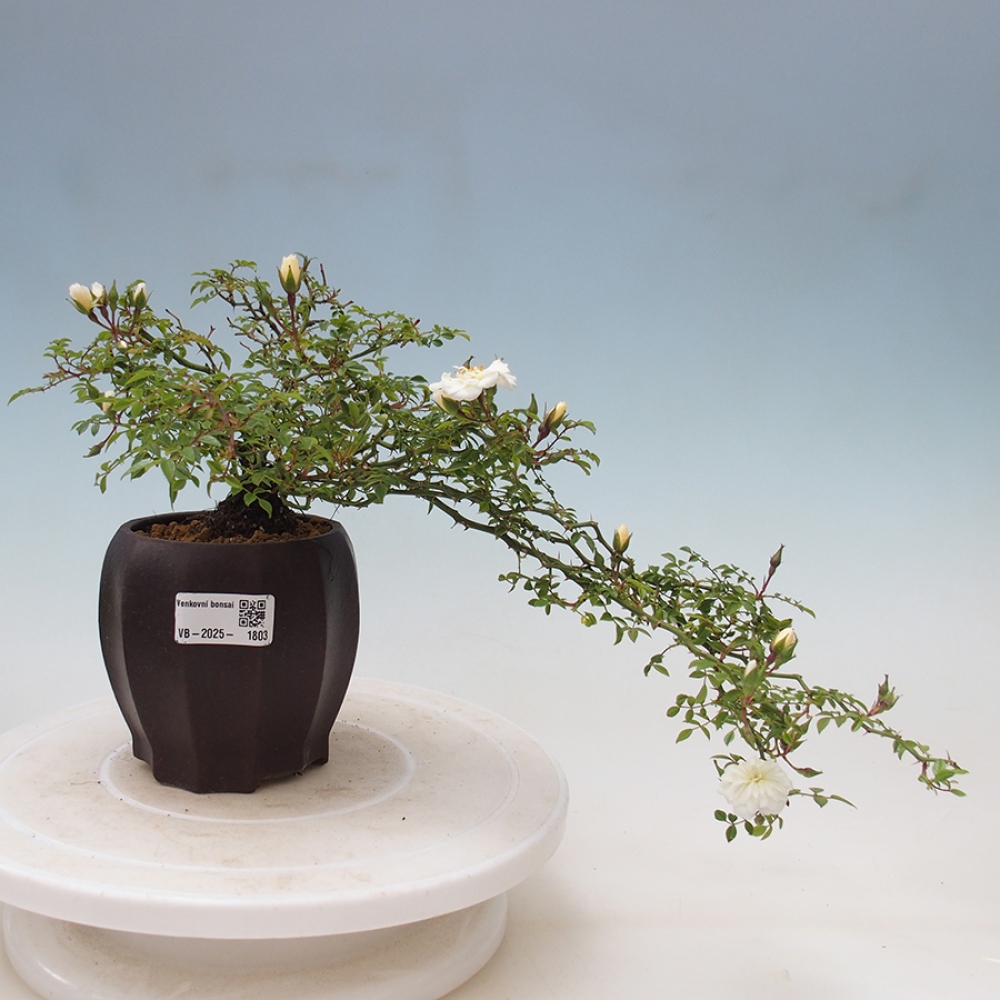 Venkovní bonsai - Rosa Sea Foam -  růže