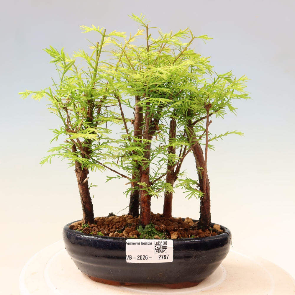 Venkovní bonsai - Metasequoia glyptostroboides - Metasekvoje čínská - lesík