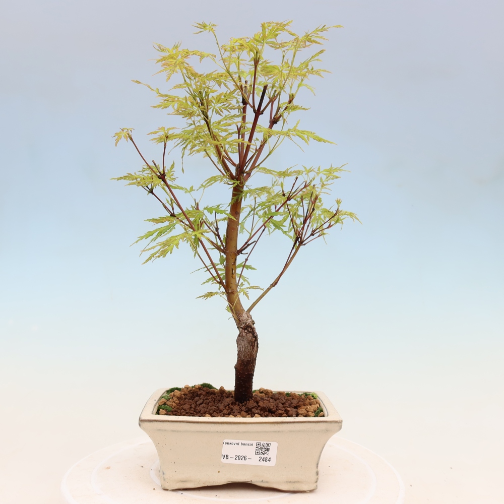 Venkovní bonsai - Acer palmatum Dissectum - Javor dlanitolistý 
