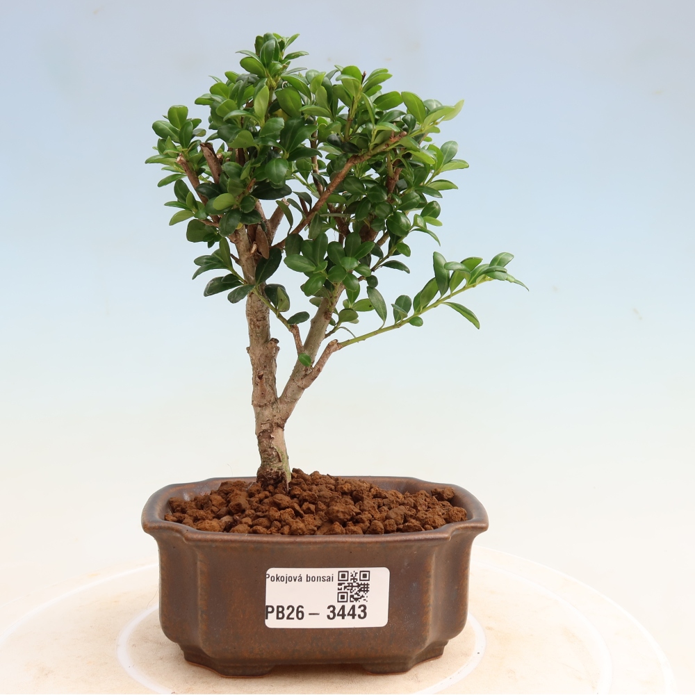 Pokojová bonsai - Ilex crenata - Cesmína