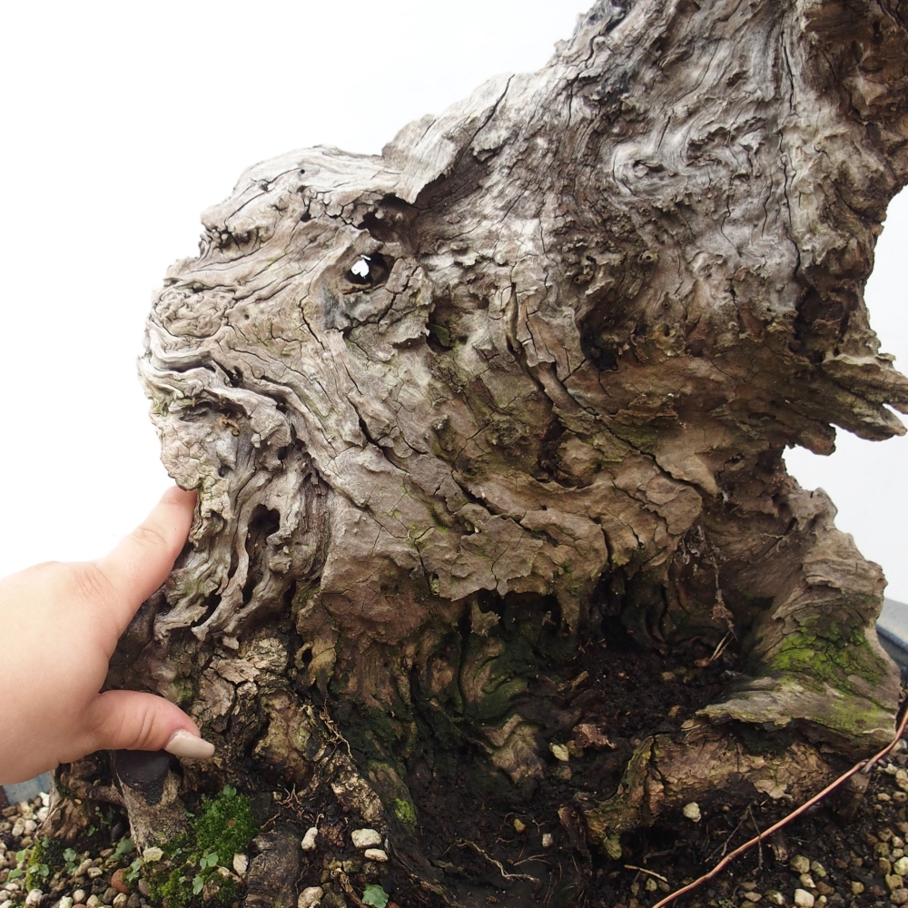 Pokojová bonsai - Olea europaea sylvestris -Oliva evropská drobnolistá