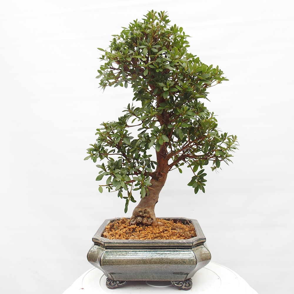 Venkovní bonsai - Japonská azalka - Azalea satsuki