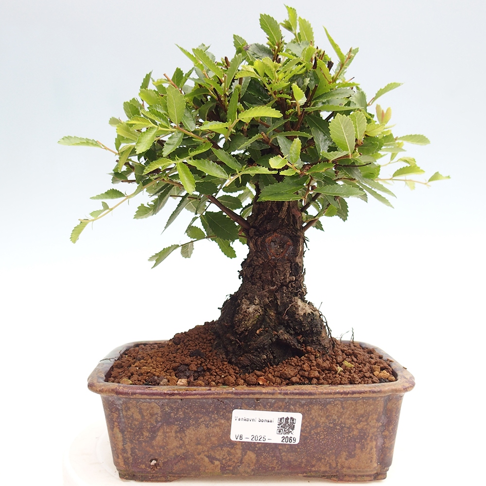 Venkovní bonsai - Zelkova - Zelkova NIRE
