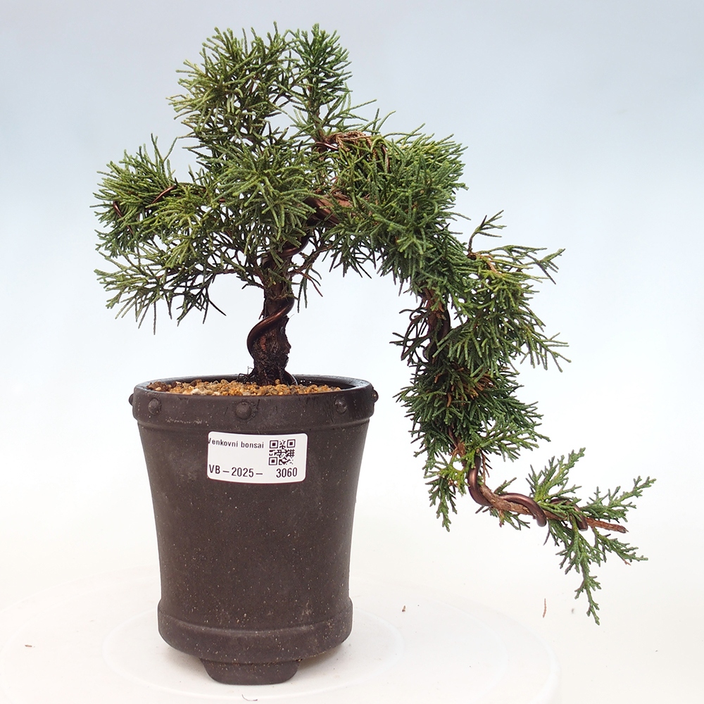 Venkovní bonsai - Juniperus chinensis Kishu -Jalovec čínský