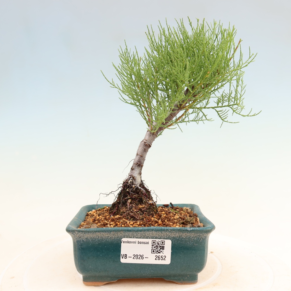 Venkovní bonsai - Tamaryšek - Tamarix