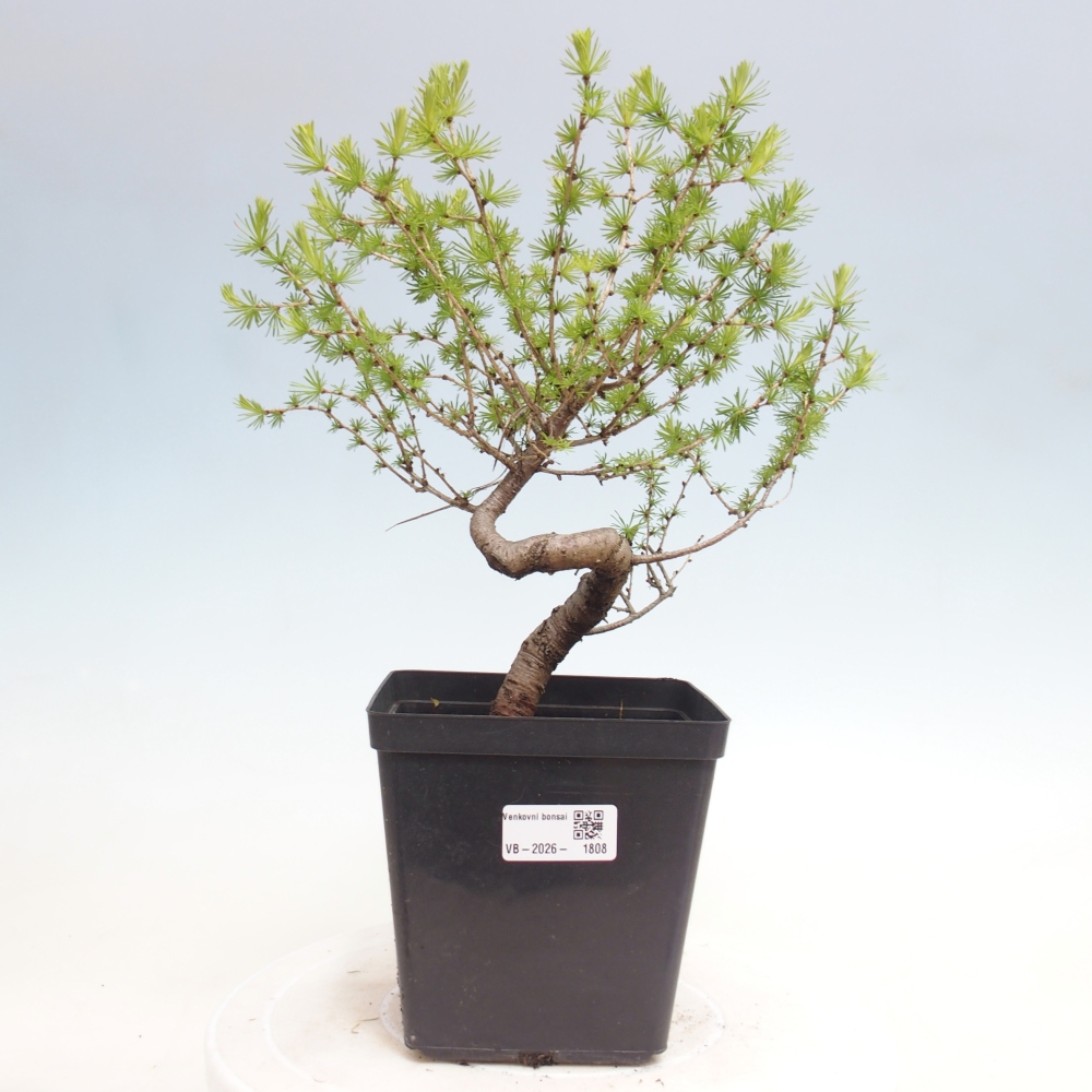 Venkovní bonsai -Larix decidua - Modřín opadavý 