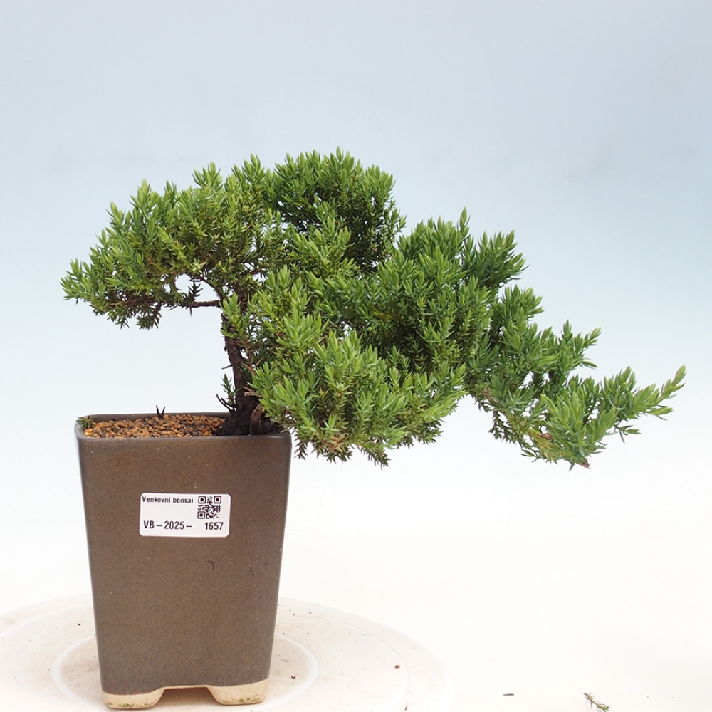 Venkovní bonsai - Juniperus procumbens - Jalovec polehavý