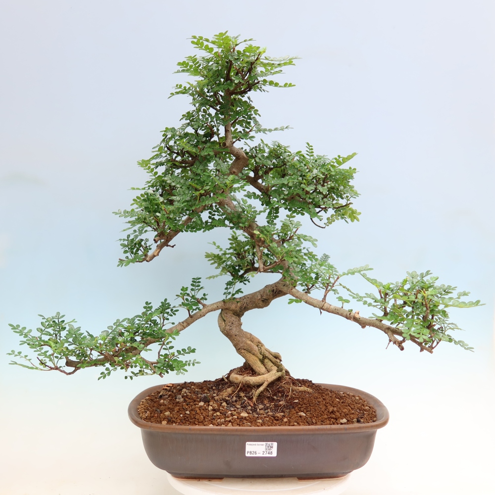 Pokojová bonsai - Zantoxylum piperitum - pepřovník