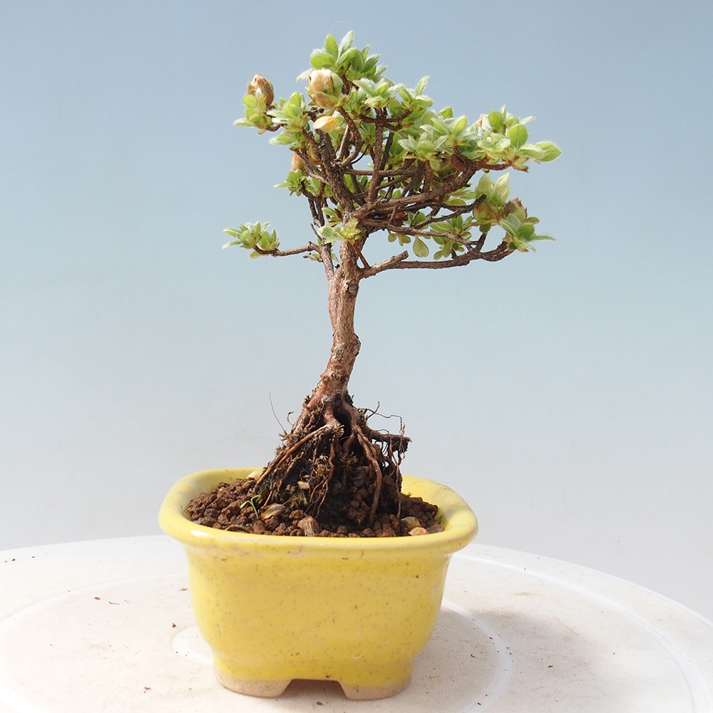 Venkovní bonsai - Rhododendron indicum - Japonská azalka