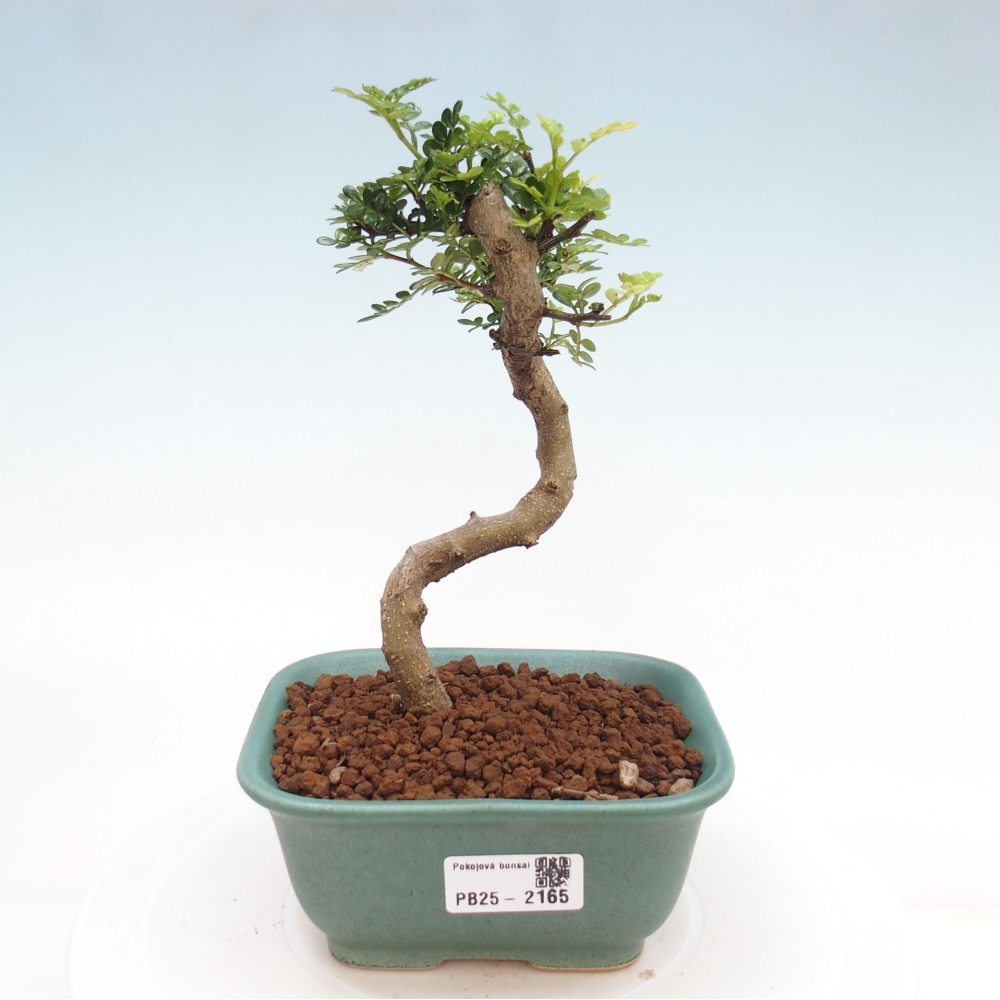 Pokojová bonsai -Ligustrum chinensis - Ptačí zob