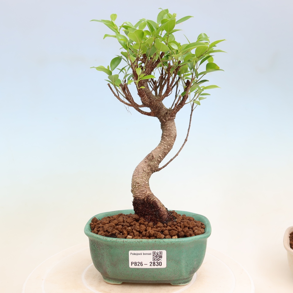 Pokojová bonsai - Ficus kimmen -  malolistý fíkus
