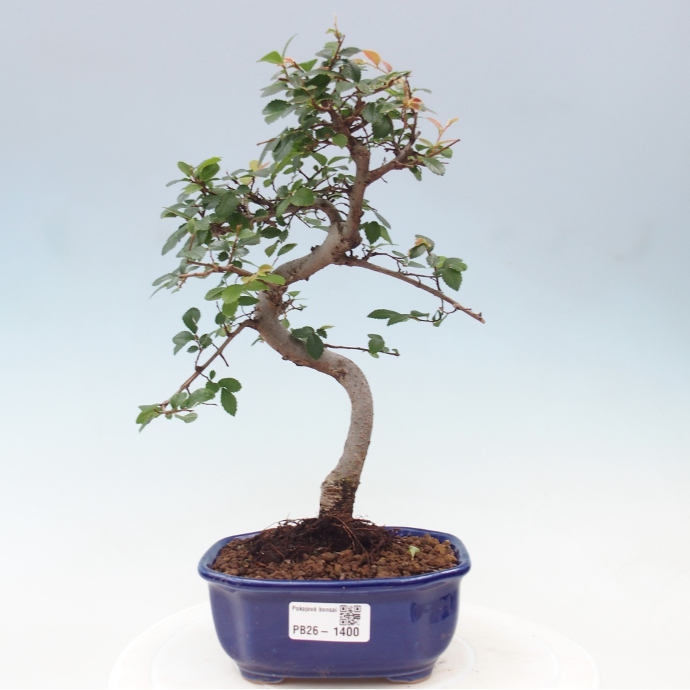 Pokojová bonsai - Ulmus parvifolia - Malolistý jilm