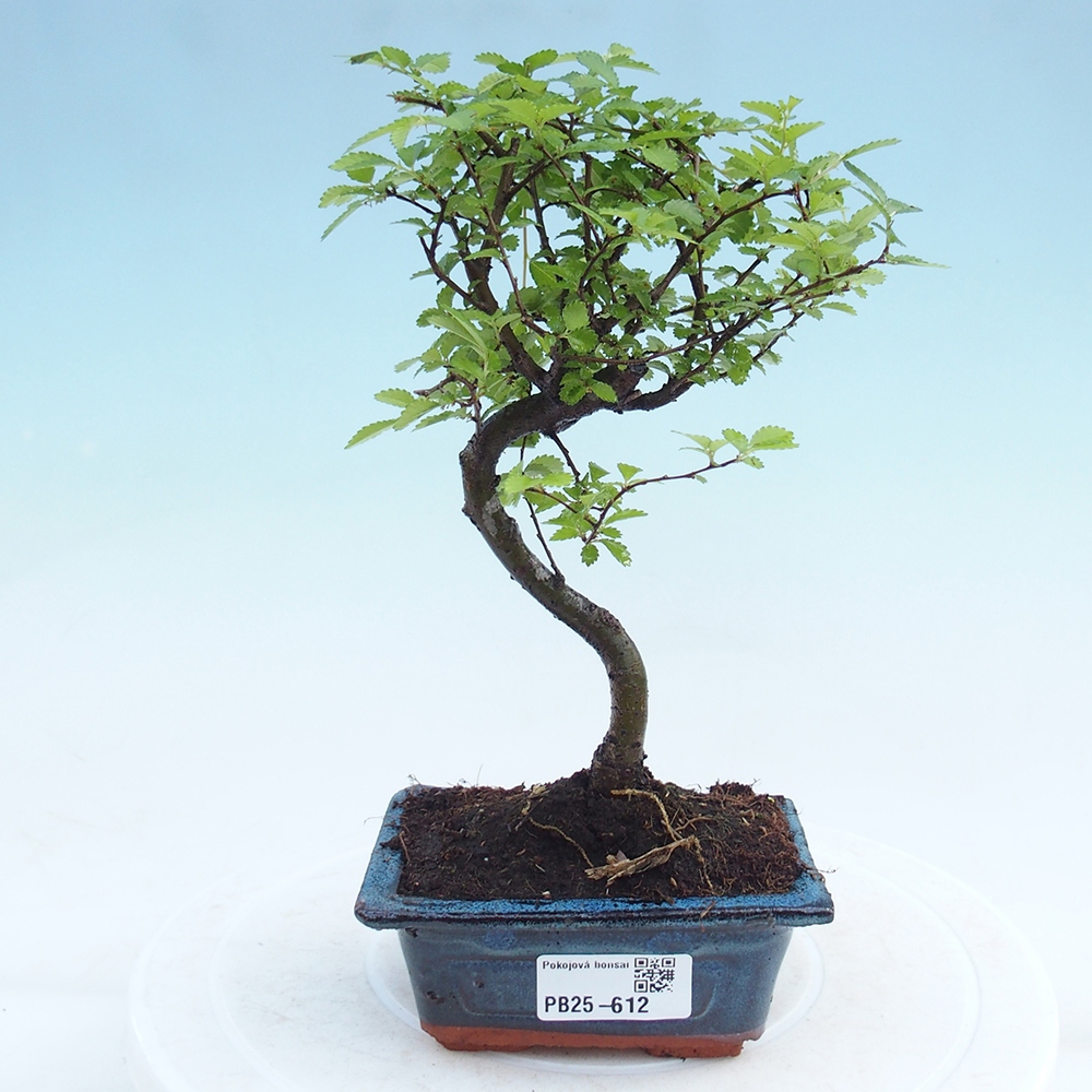 Pokojová bonsai - Ulmus parvifolia - Malolistý jilm