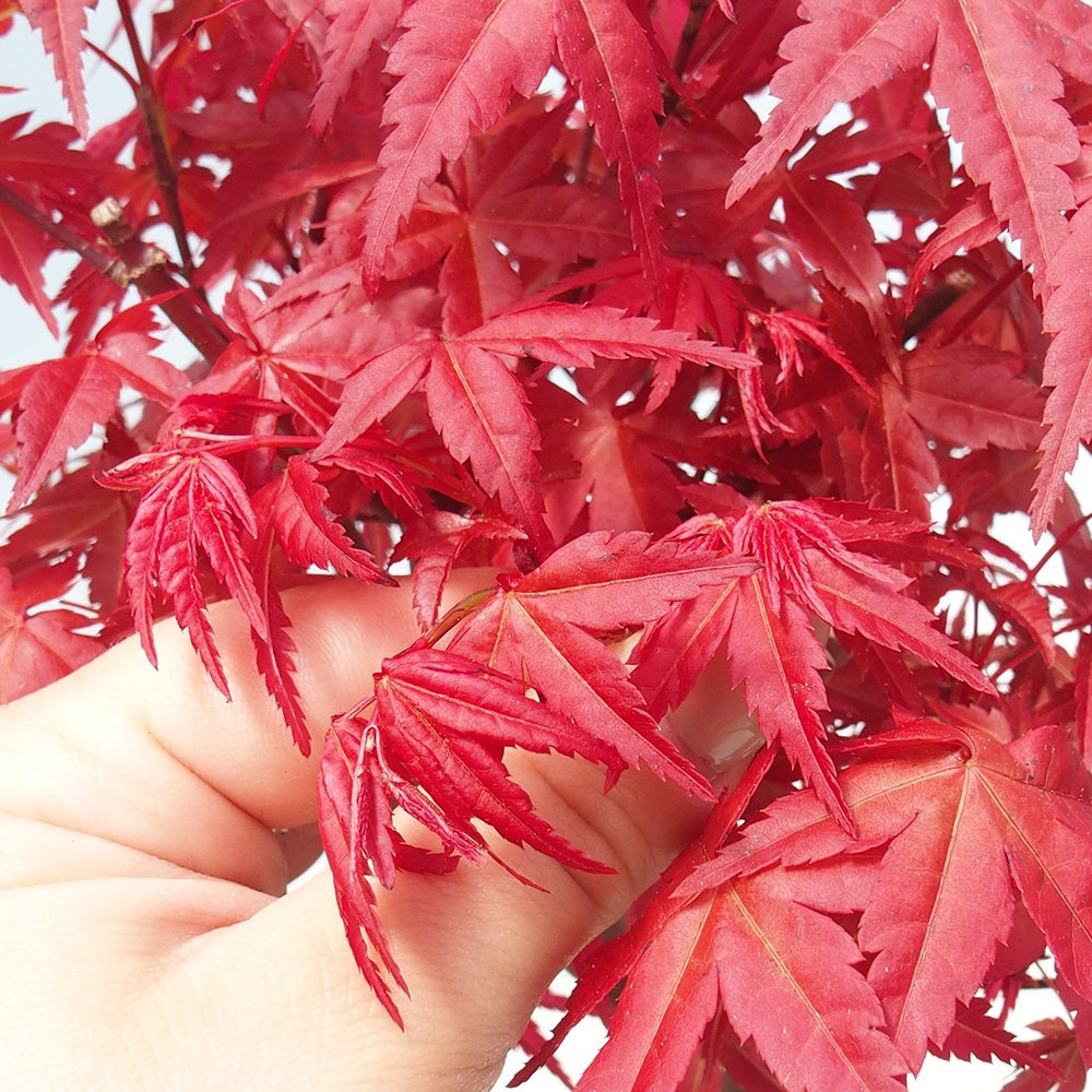 Venkovní bonsai - Javor dlanitolistý - Acer palmatum DESHOJO