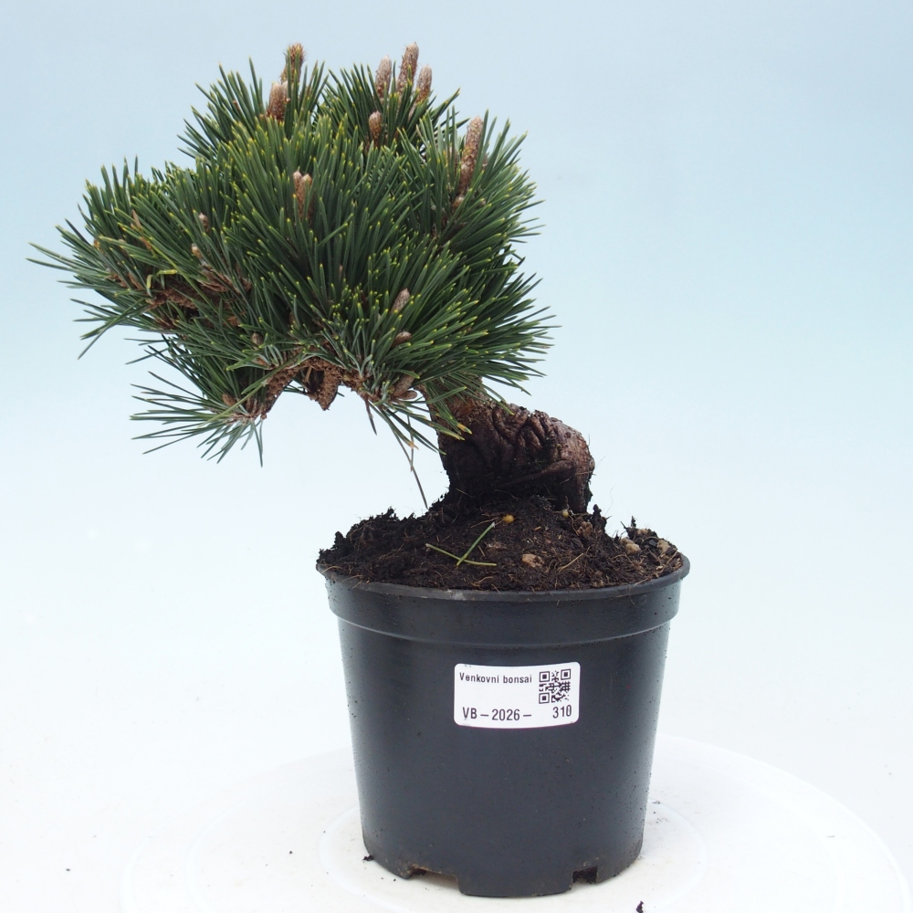 Venkovní bonsai - Pinus thunbergii senjyumaru - Borovice thunbergova