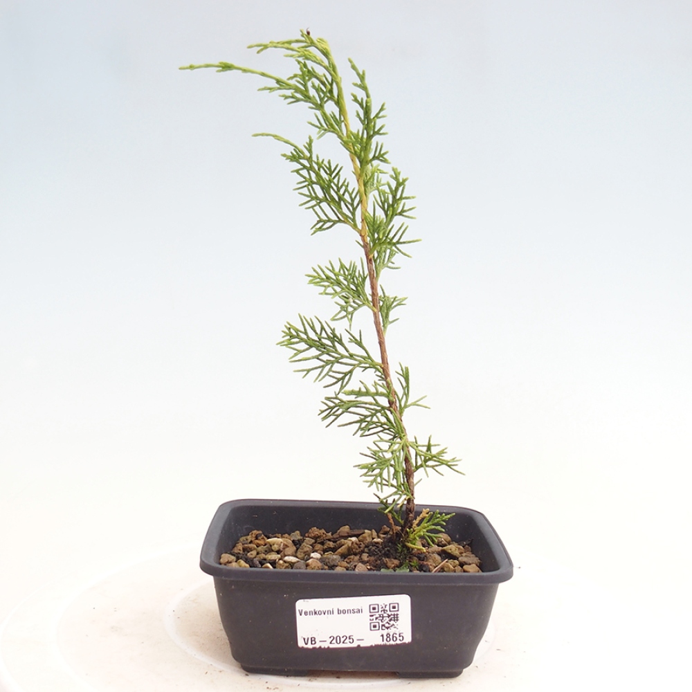 Venkovní bonsai - Juniperus chinensis Itoigawa -Jalovec čínský