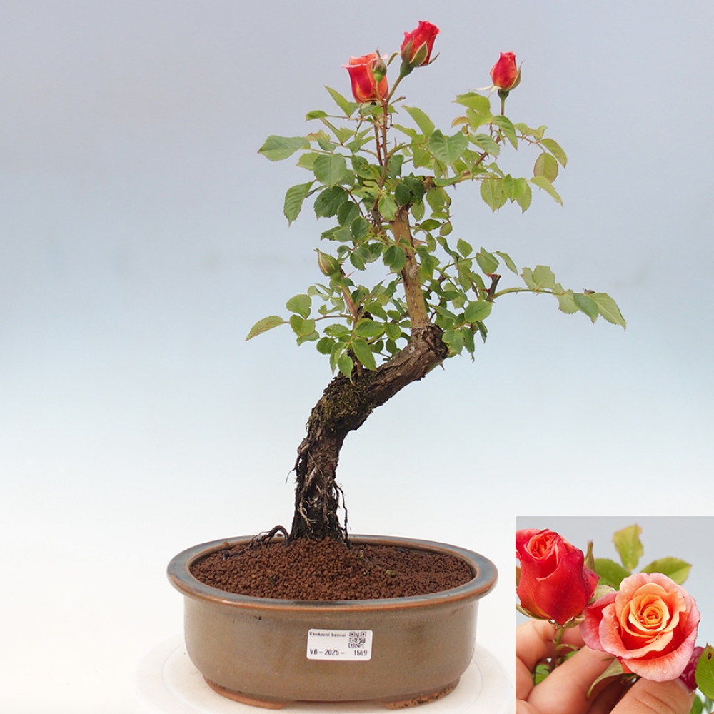 Venkovní bonsai - Rosa Kordes -  růže