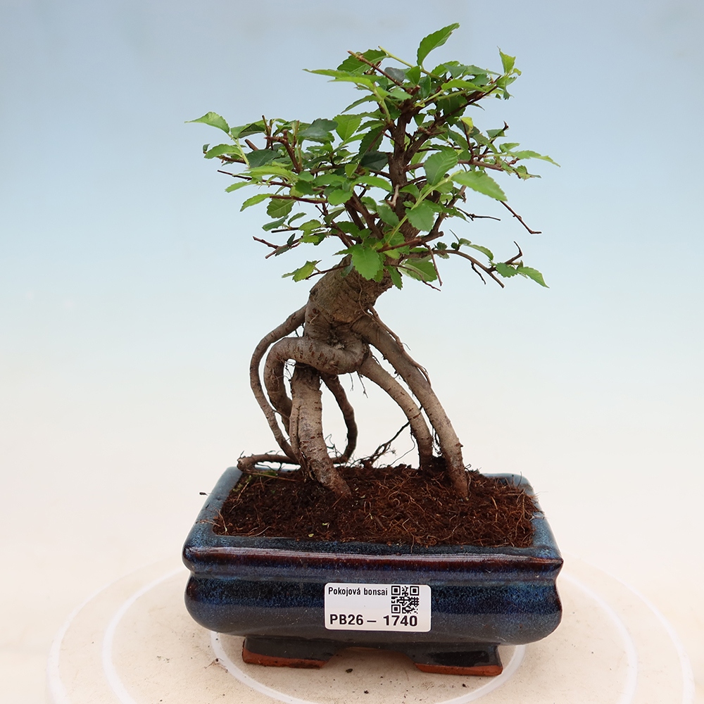 Pokojová bonsai - Ulmus parvifolia - Malolistý jilm