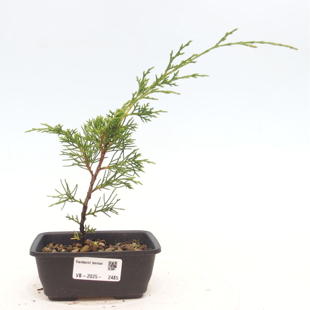Venkovní bonsai - Juniperus chinensis Itoigawa -Jalovec čínský