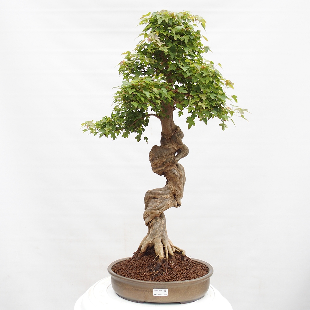 Venkovní bonsai - Acer Buergerianum - Javor Burgerův