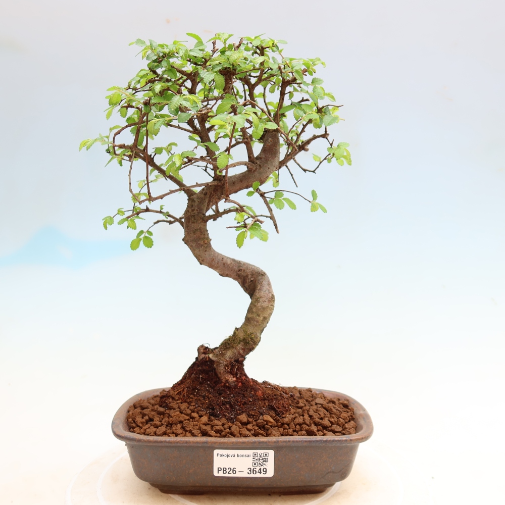 Pokojová bonsai - Ulmus parvifolia - Malolistý jilm