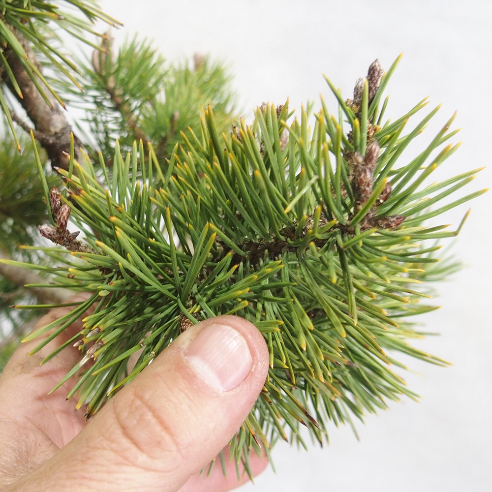 Yamadori - Pinus sylvestris 
