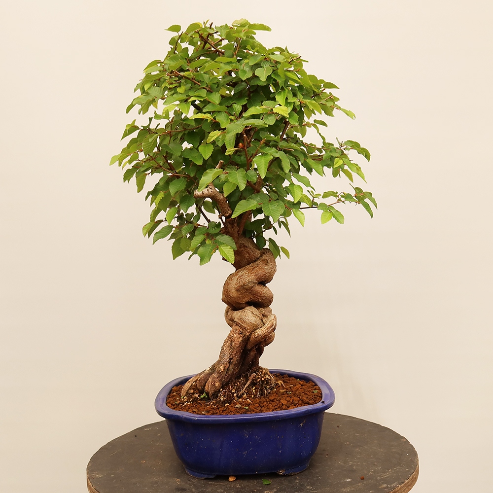 Venkovní bonsai -Carpinus Coreana - Habr korejský