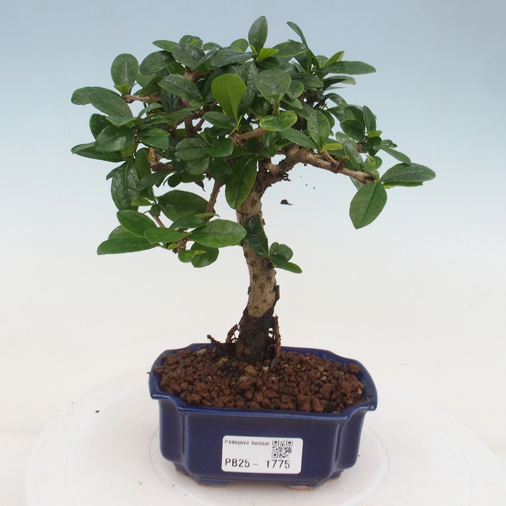 Pokojová bonsai - Carmona macrophylla - Čaj fuki