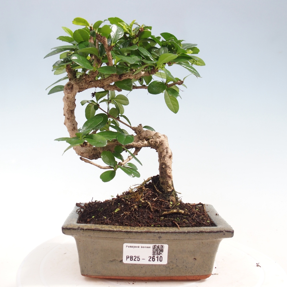 Pokojová bonsai - Carmona macrophylla - Čaj fuki