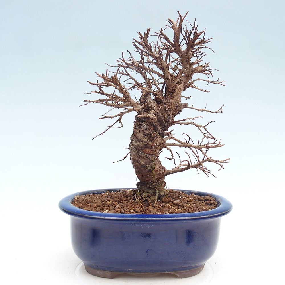 Venkovní bonsai - Zelkova - Zelkova NIRE