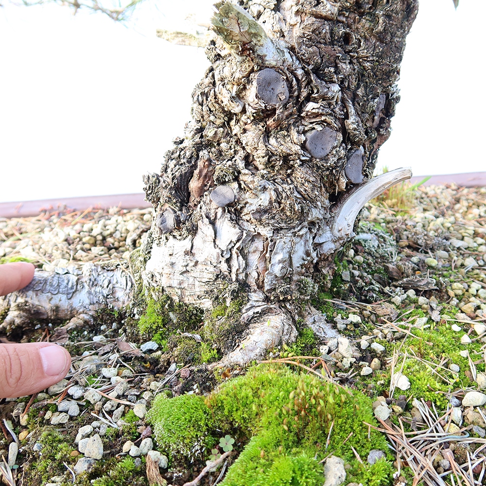 Pinus sylvestris Španělsko - borovice lesní