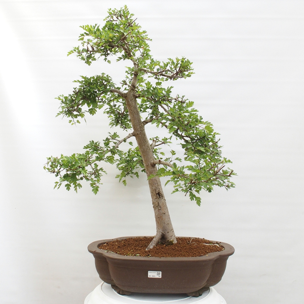 Venkovní bonsai - Hloh - Crataegus monogyna