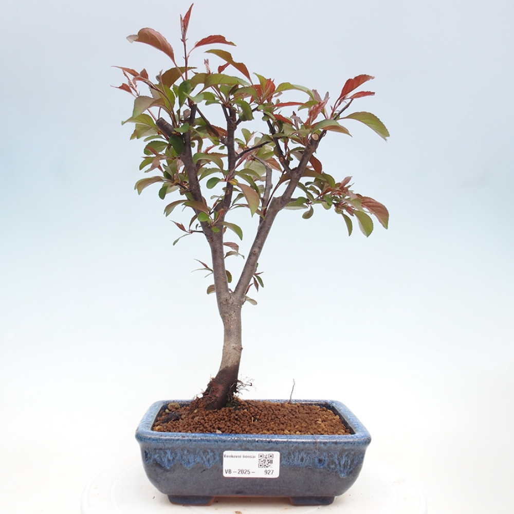 Venkovní bonsai -Malus domestica - Maloplodá jabloň červenolistá