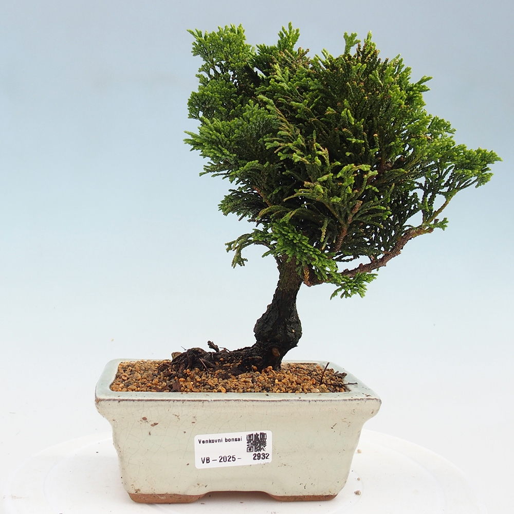 Venkovní bonsai - Cham.pis obtusa Nana Gracilis - Cypřišek