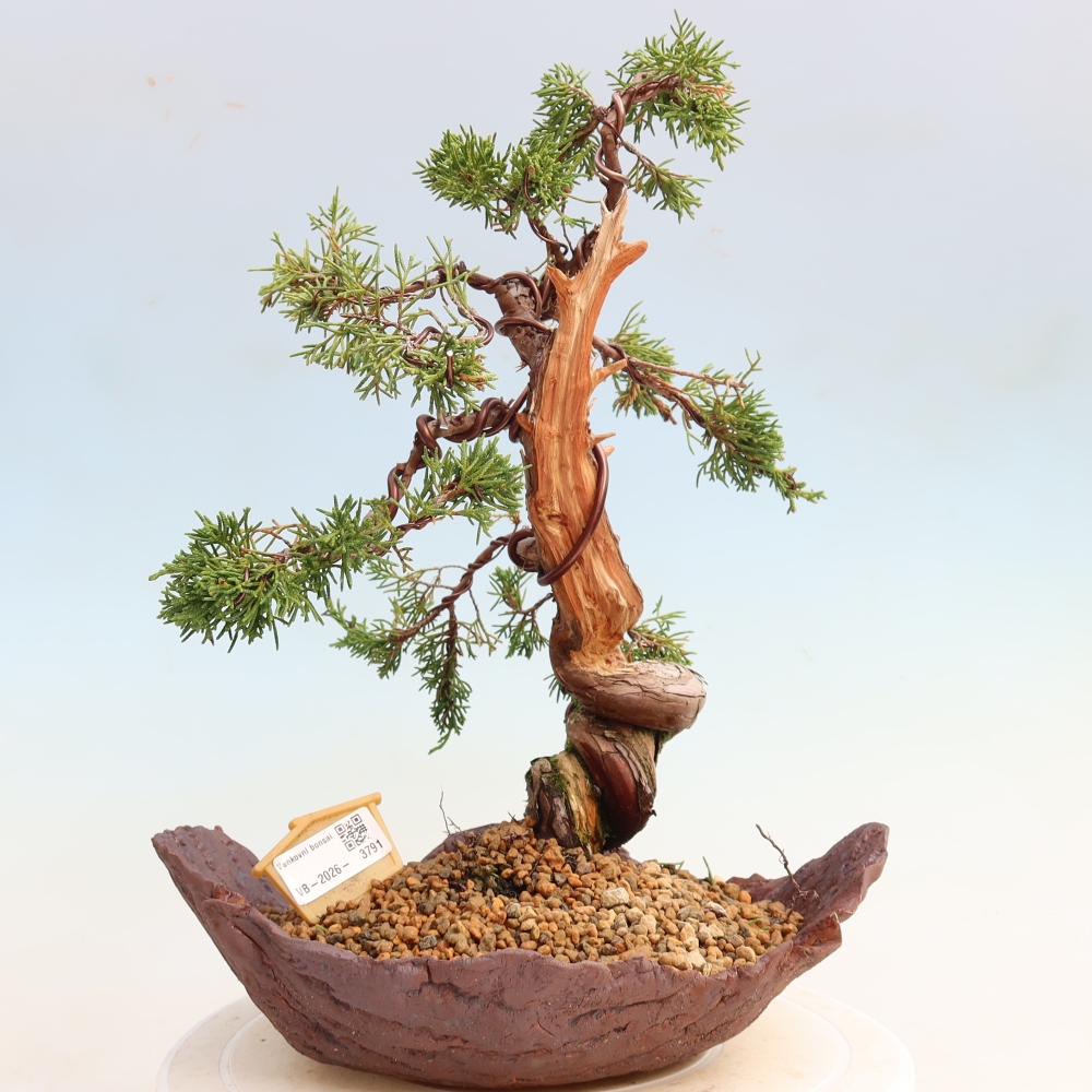 Venkovní bonsai - Juniperus chinensis Itoigawa-Jalovec čínský