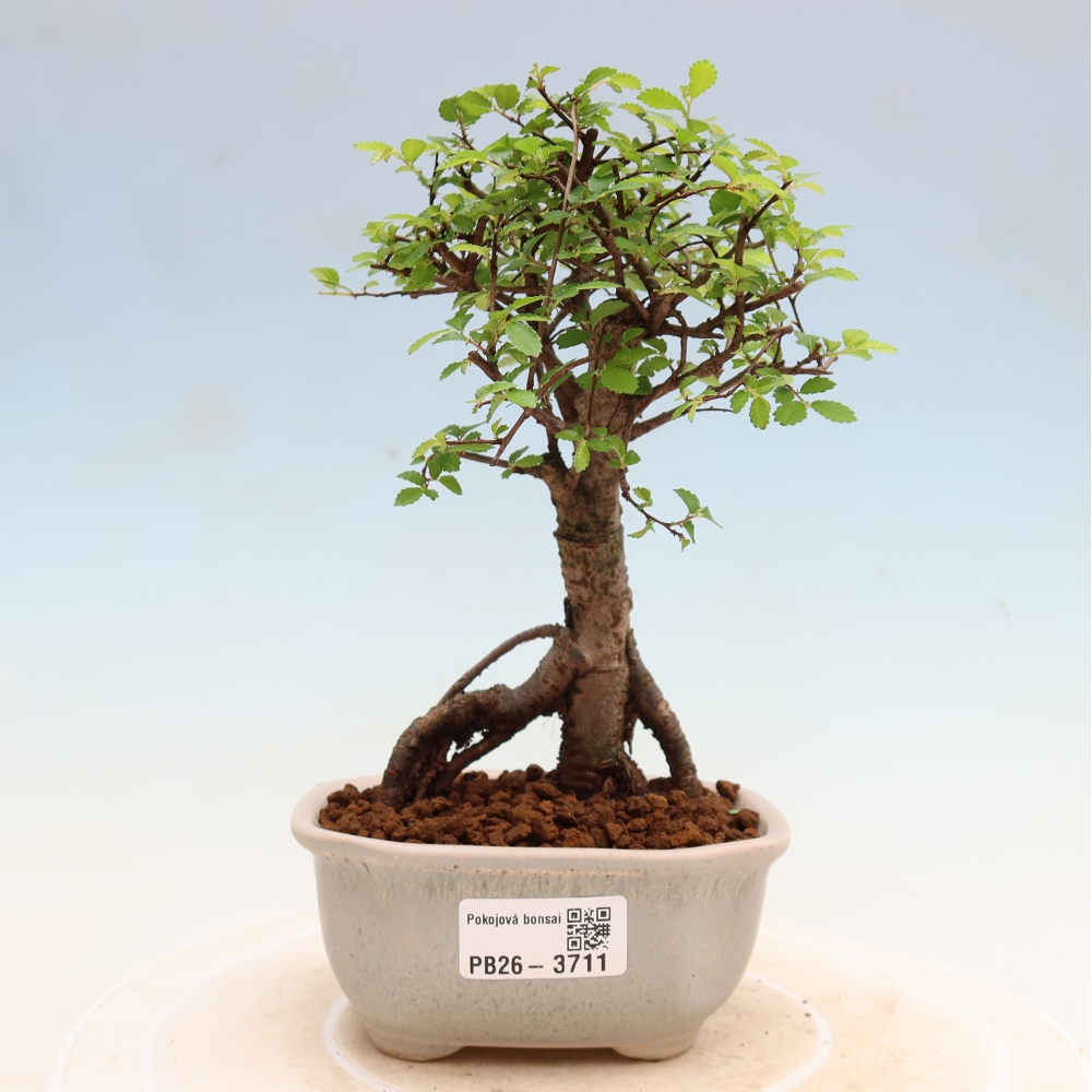 Pokojová bonsai - Ulmus parvifolia - Malolistý jilm