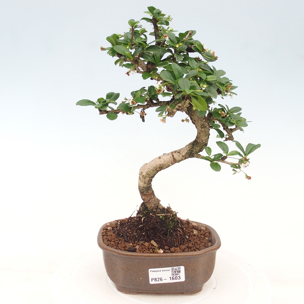 Pokojová bonsai - Carmona macrophylla - Čaj fuki